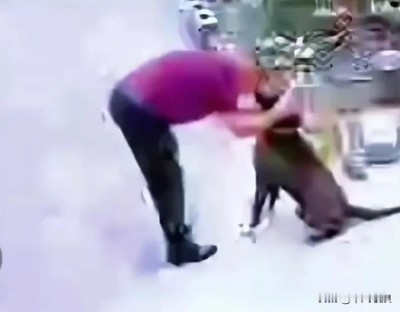 主人正亲昵地抚摸着柯基犬，没料到却被它反咬一口，脸上鲜血直淌。主人心想，这样的狗
