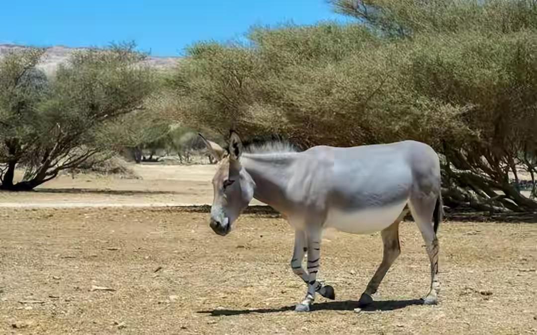 驴皮没了，非洲女人走路取水，山东阿胶厂停了火。这不是故事，是2026年真实发