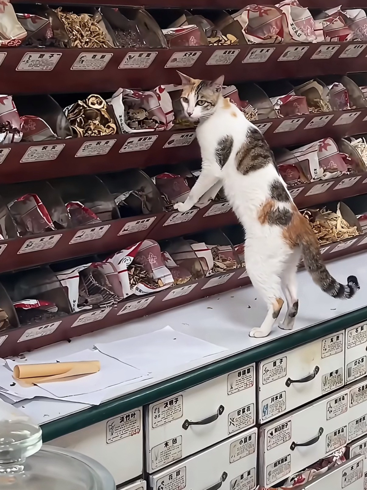 老板在抓药顾客在买药猫咪在吃药画面看似很温馨，但是给人吃的中药，就这么让猫敞开吃