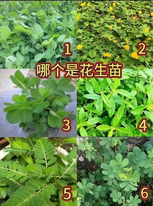 我敢打赌，90%的人都认不出哪棵是花生苗！这六种小苗长得几乎一模一样，没在农村种