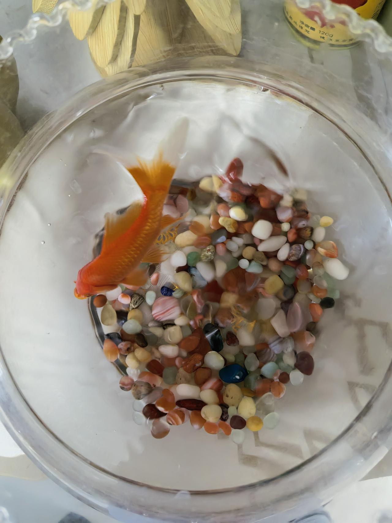 两条小鱼的命运因为我家的鱼缸不大，目前只养了两条小金鱼，这两条小金鱼长的非常的