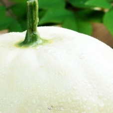 ‎种植🍃每日一善‬🍃诜冬甜瓜喜好充足光照，适合温暖干燥的环境，疏松透气