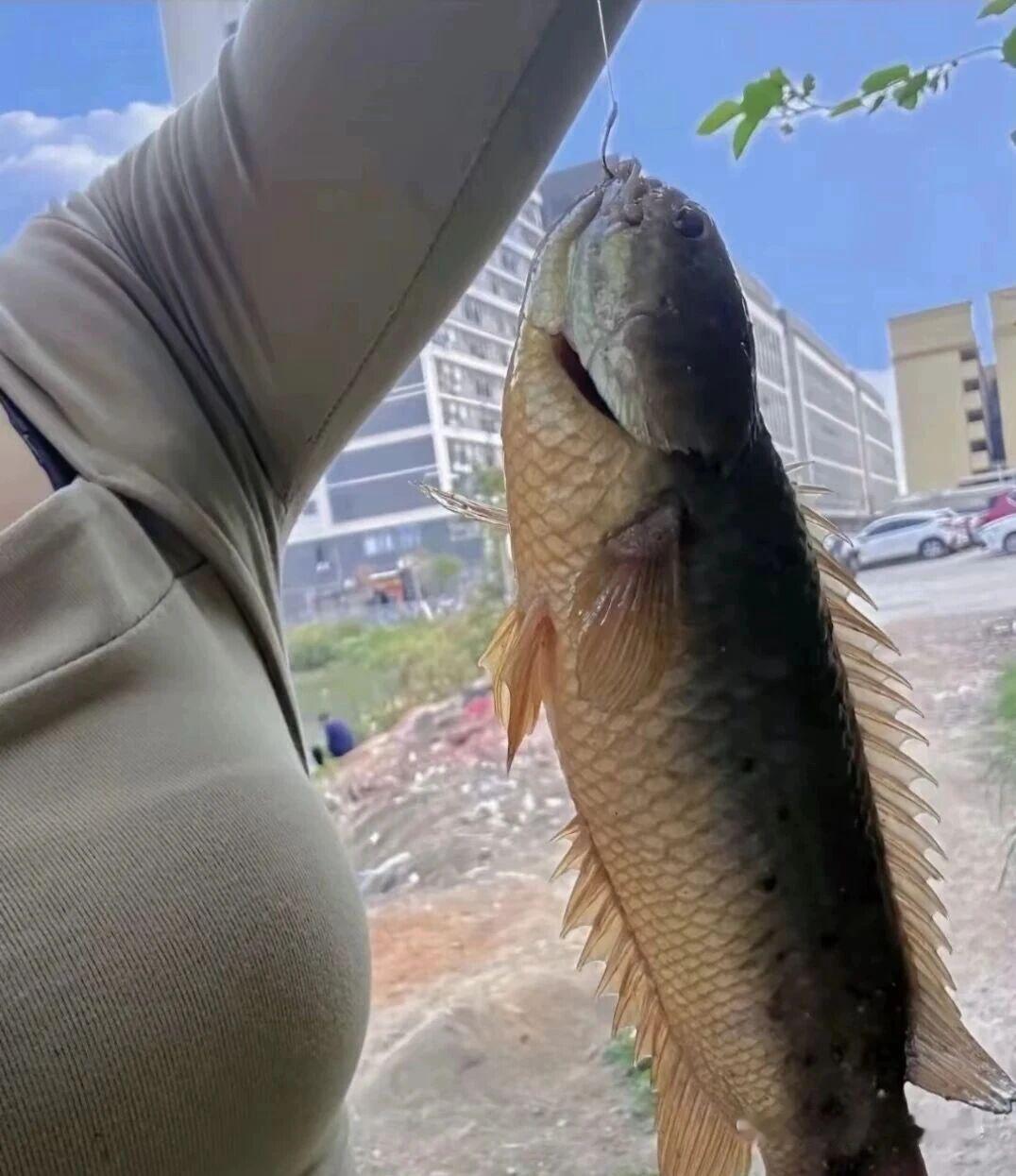 这是什么鱼，有认识的吗？户外野钓，收获满满！🎣🐟户外自然钓鱼水库休闲钓鱼