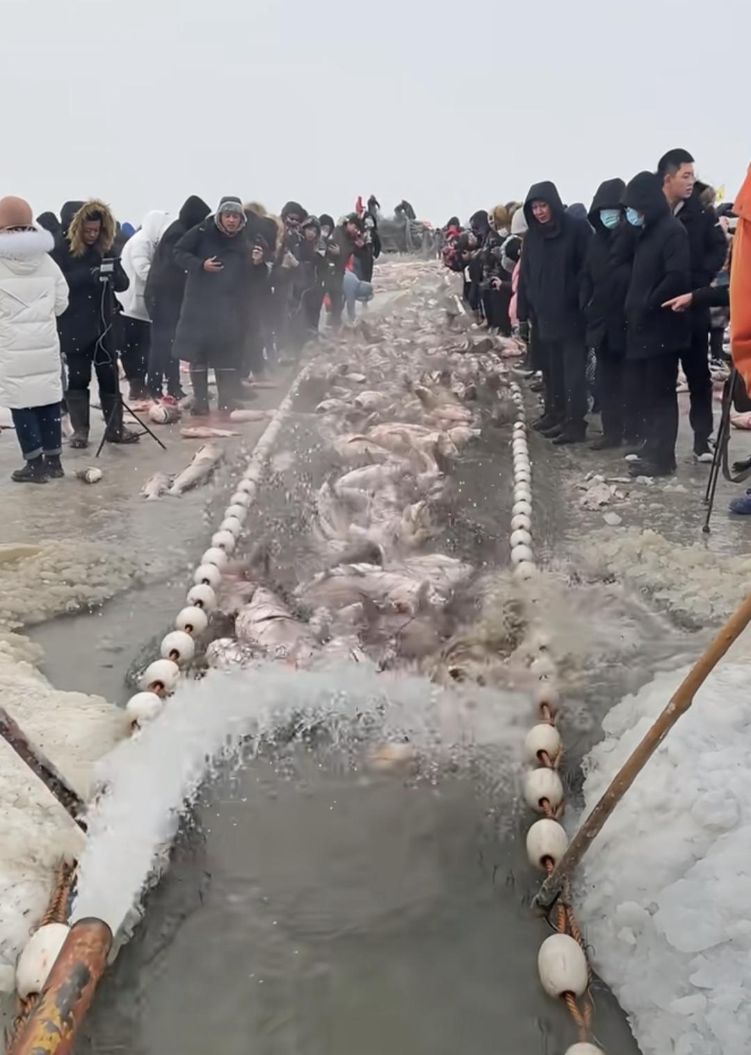 查干湖的鱼销售挺好的，没有像一些博主说的出现下滑。关于“洗澡鱼”，早在去年三