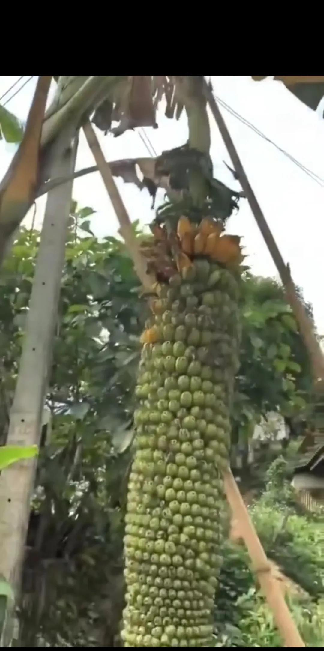 这个尤物可以申请世界吉尼斯纪录了！你们知道这是啥物吗？它排便第一名，促进消