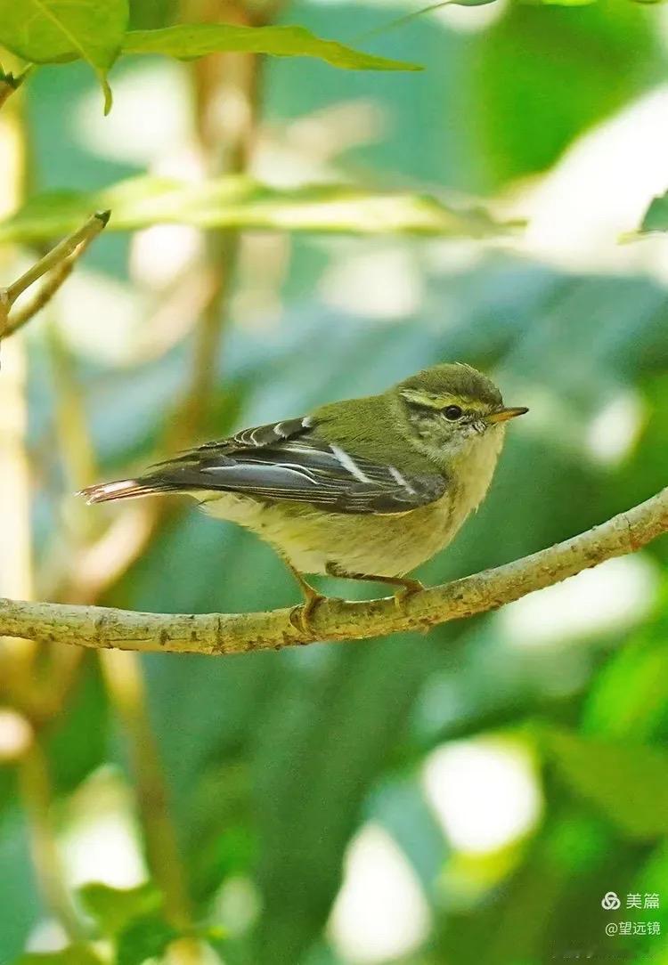 荷叶杯·秀湖春早曲岸杏花娇艳。波潋。水微茫。语莺低唱柳丝畔。相叹。景呈祥