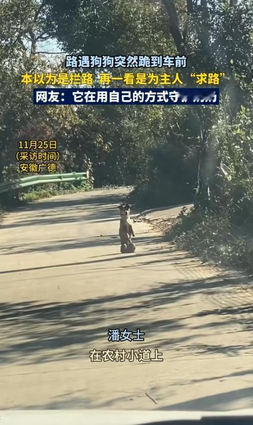 科学也解释不清了！近日安徽广德，女子跟老公开车回家时在路上遇见了一只双腿站立行走