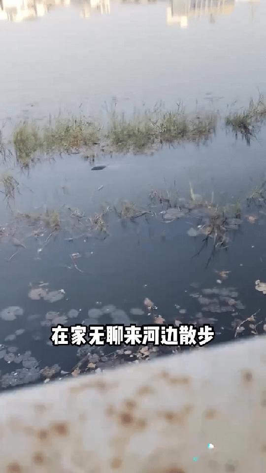 还有活着的野生斑鳖？一网友在河边散步，无意间看到一个轮胎状物体在动，他也不知道是