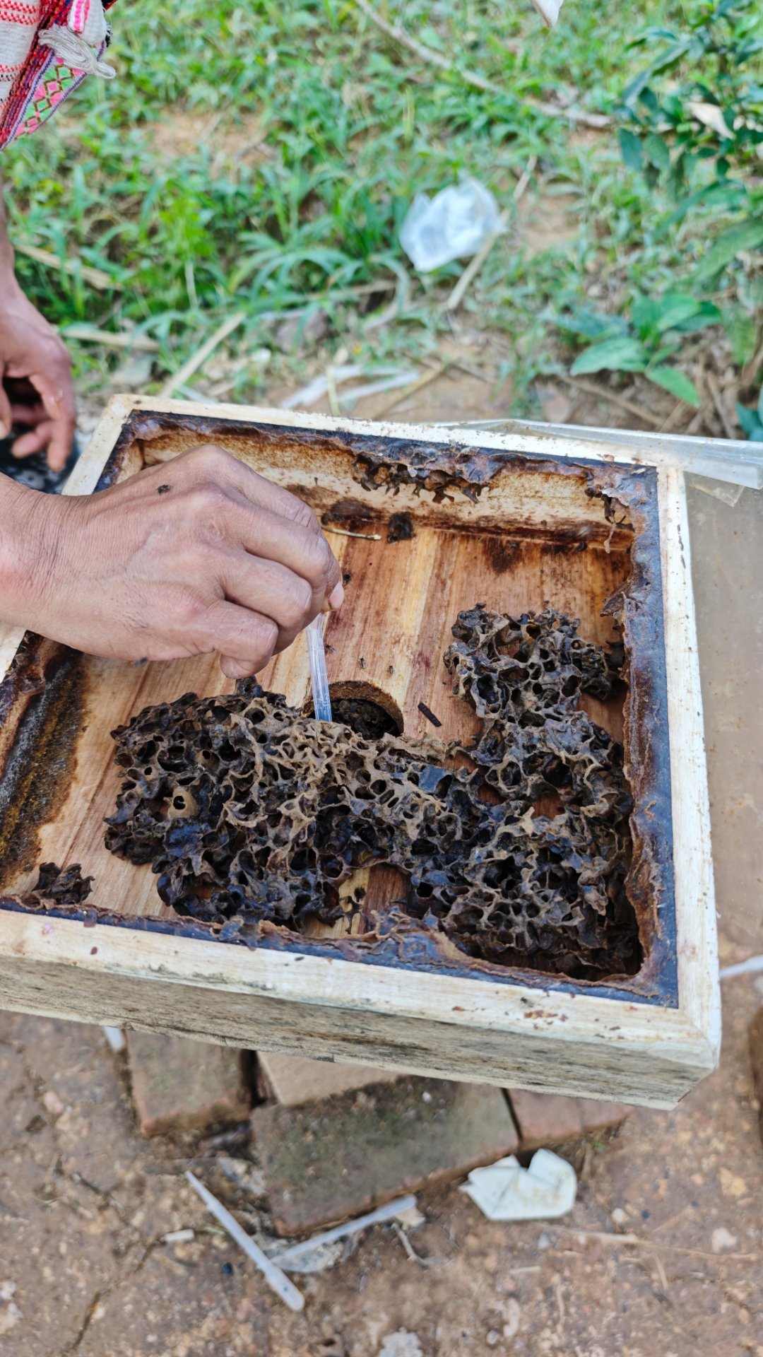 现场采蚂蚁蜂蜂蜜，好清甜，好好喝。