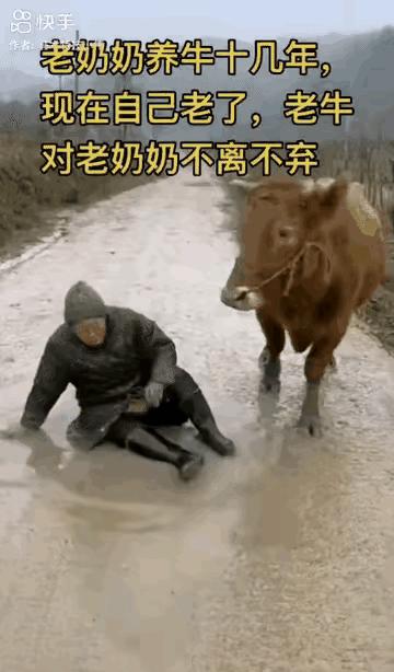 牛下跪那几秒，我刚好在驻马店集市的尘土里。它前腿一弯，像把刀先割了主人的脚踝，