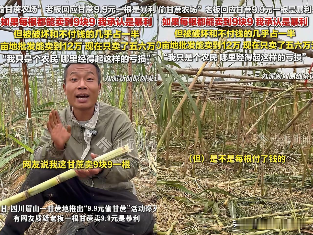 偷甘蔗老板诉苦，卖9块9一根不仅没得赚，还亏了！如果不计算损耗，9块9一根甘