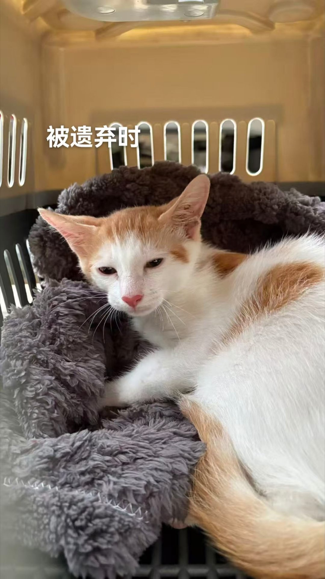 小猫咪啥都懂。。猫咪