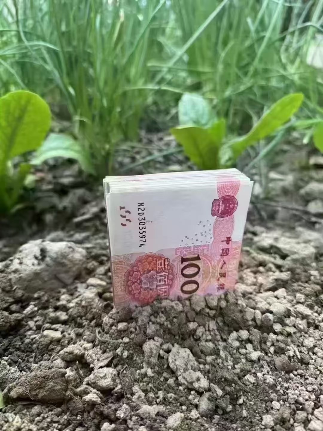 今天植树节种下希望的种子💰​期待来年的开花结果​​​