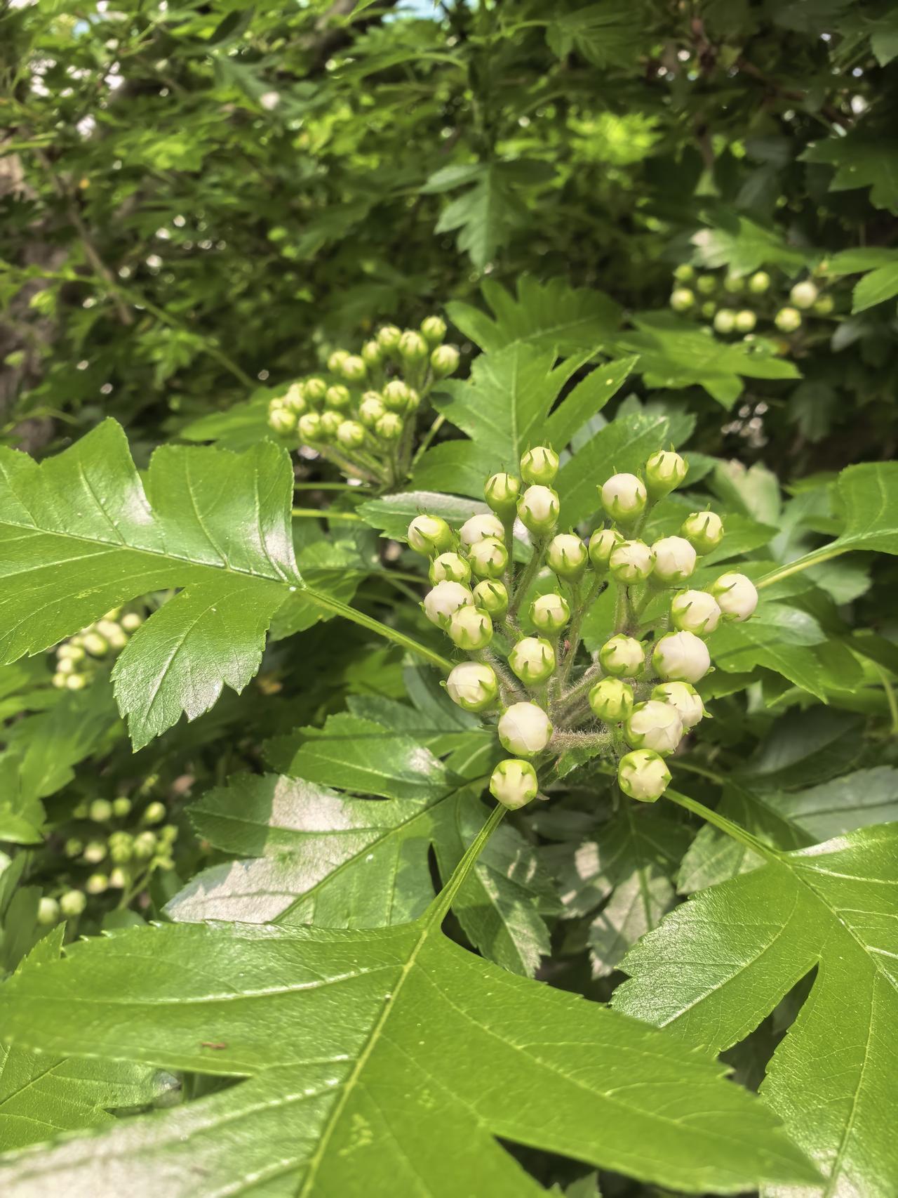 和珍珠一样的花朵，挂满一树，把蜜蜂都吸引来了，今年这花也太多了吧，肯定又结果不少