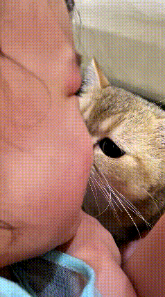 恁瞅瞅这只猫！家里的小闺女一哭，它比谁都急，立马凑过去哄！又是用脑袋蹭闺女脸蛋，