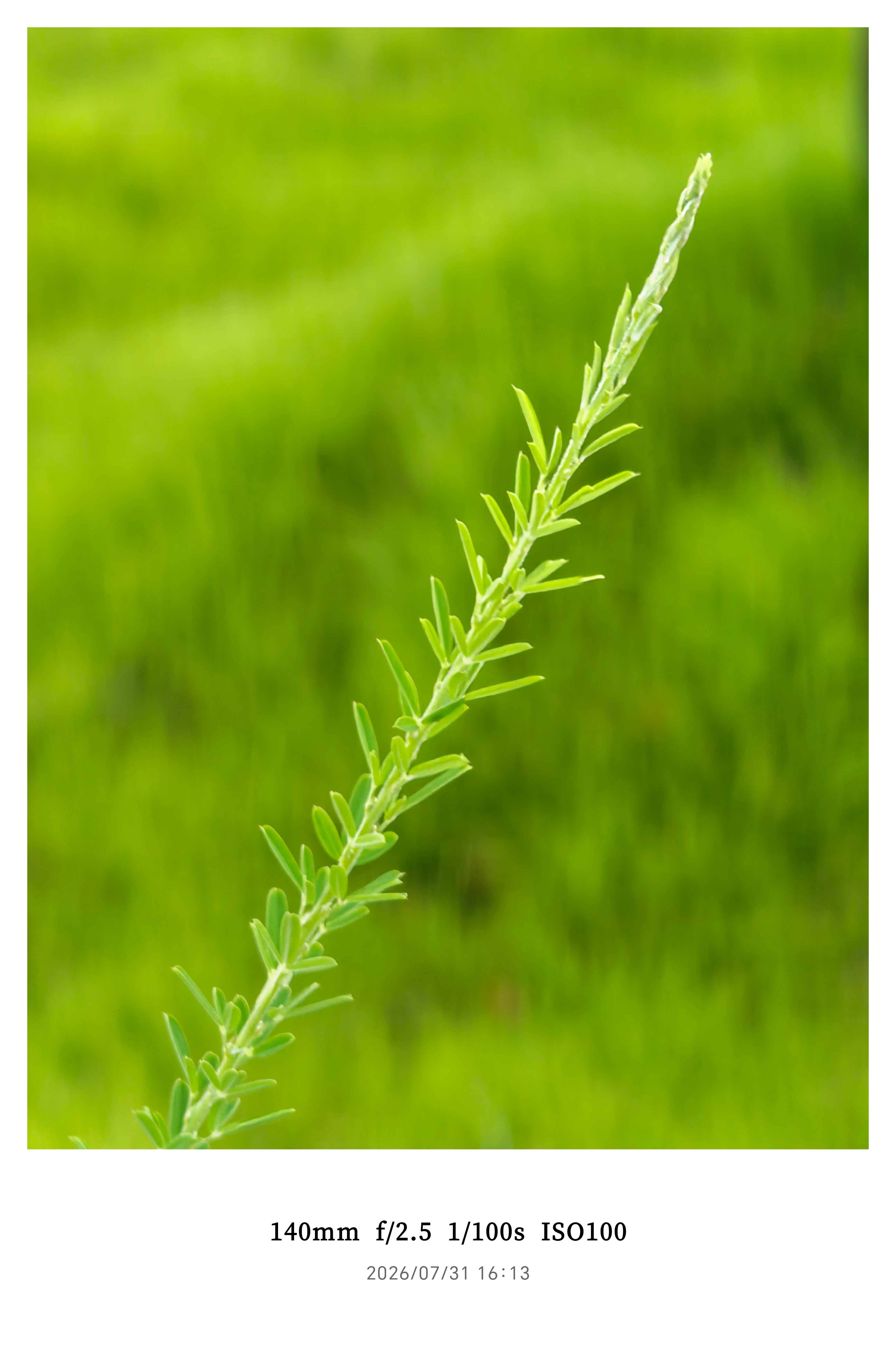 以喜羊羊的热度，不应该啊，毕竟这可是这些年最炙手可热的动画片之一，怎么就会像网上