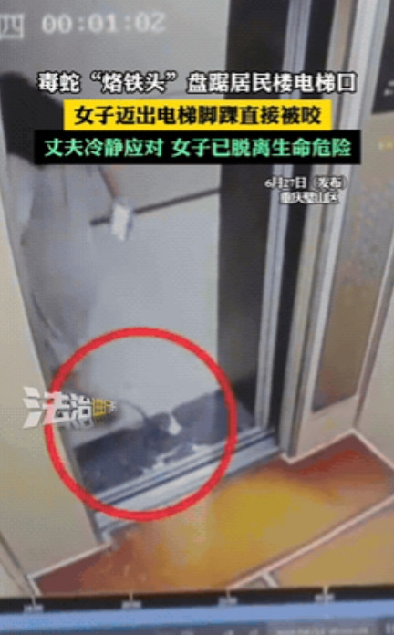 重庆一女子在小区里出电梯时，突然感到脚上一阵刺痛，她低头看了一眼，旁边竟然盘着条