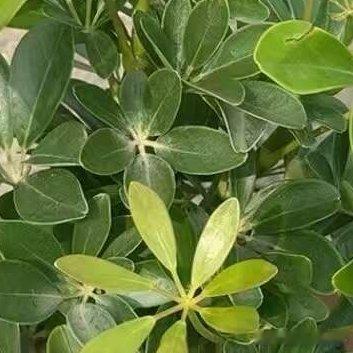 种植🍃鸭脚木小苗的养护方法，包括种植条件、养护管理以及繁殖方法1.种植条件（