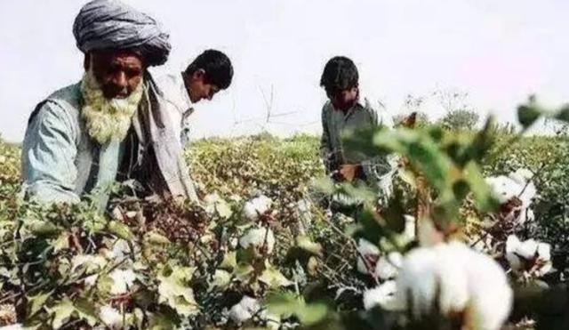 将棉花低价卖给中国，再高价买回去，印度玩的什么“鬼把戏”？印度的这一操作简直太