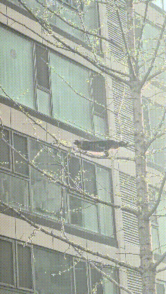 你瞅瞅这猫胆子是真不小，简直是个“高空探险家”！爬那么高的树杈上，蹲在楼边儿上，