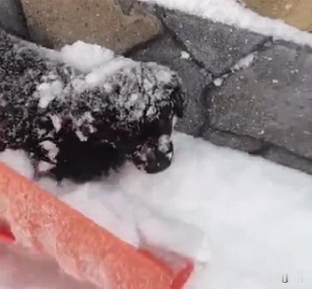 太可怜了！一位阿姨经常投喂流浪狗流浪猫，最近因为天气骤降下起了大雪，阿姨感冒发烧