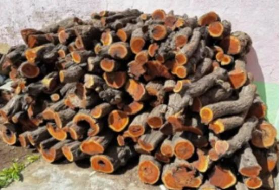 为什么枣木不能当柴烧？一位60岁的护林员告诉我，大部分树木死后都能当柴火烧，唯独