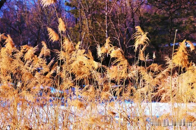 周末黄昏去公园溜达，随手拍了好多美景。春天到啦，迎春花黄灿灿地绽放，可爱极了。还