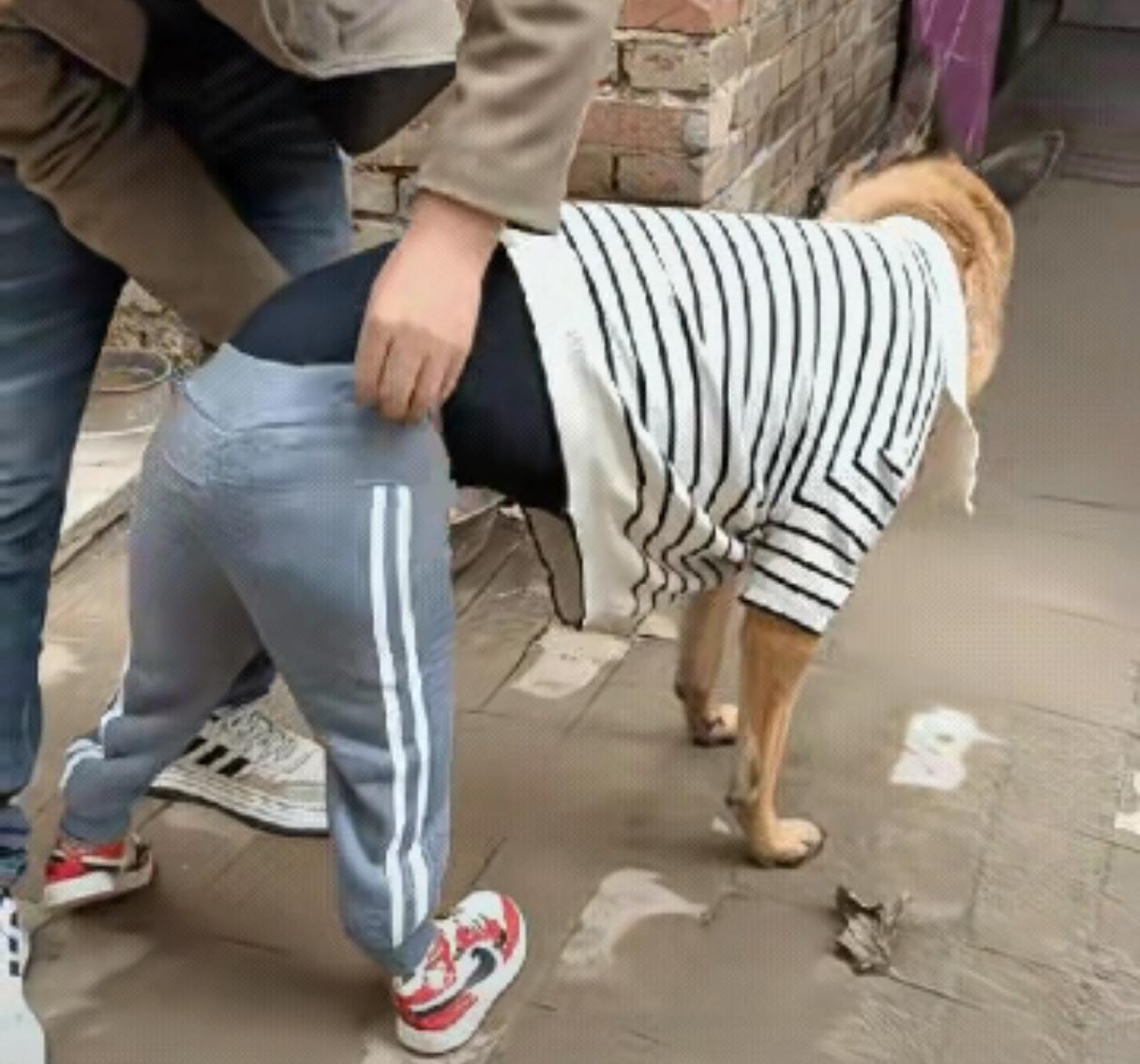 给狗穿裤子，难道狗也怕丑？狗穿人的裤子，怎么穿都不合身。狗应该穿狗裤，让狗也