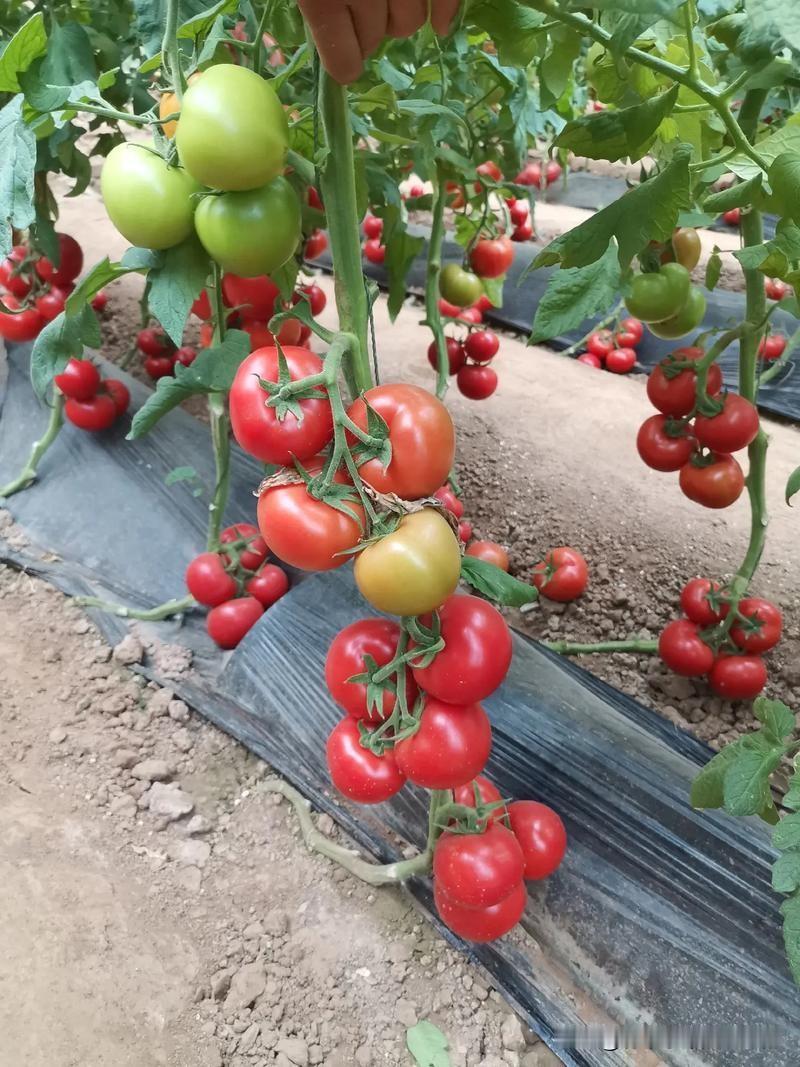 要想今年西红柿上下果一样大，抓紧看过来很多人种番茄，都是底下果长得老大，越
