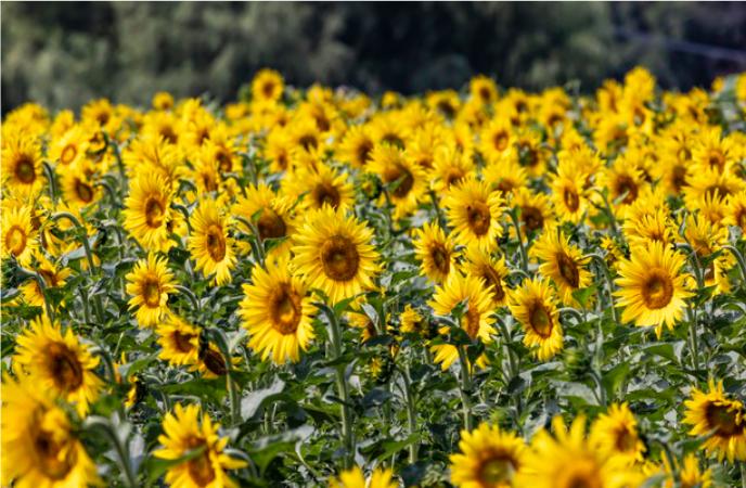 第一：50 后，宁死不离婚；第二：60 后，打死不离婚；第三：70 后，吵死