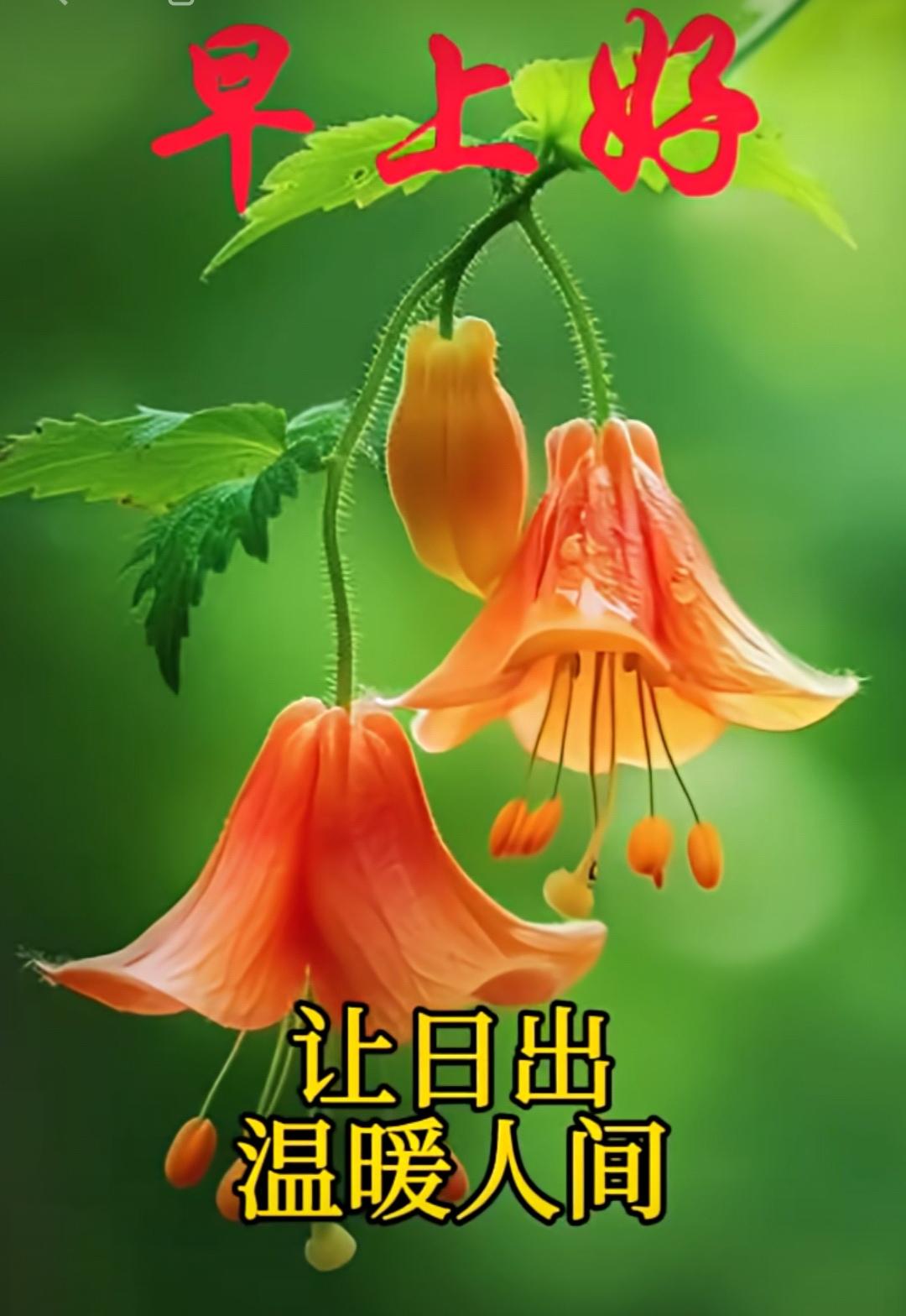 真情一生永留，祝福每天都有，牽掛總是不忘，健康四季相守。早上好！[玫瑰]