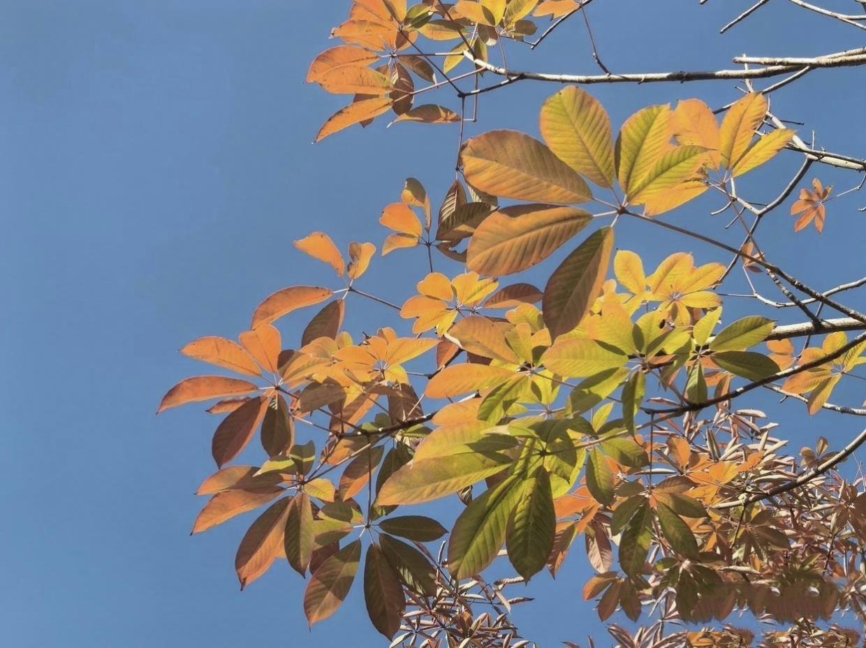 人的命哪是天注定的我堂姐长着一张人人都说的富贵脸，天庭饱满，耳朵比眉毛还高，脸