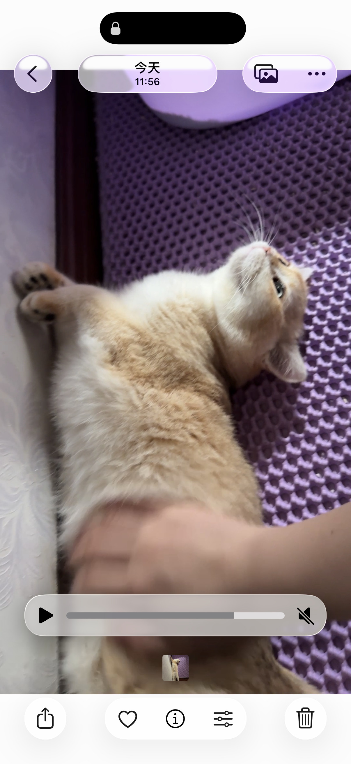我的小猫一见到我就蹭我漏肚子，感觉是生理性喜欢，怎么办啊