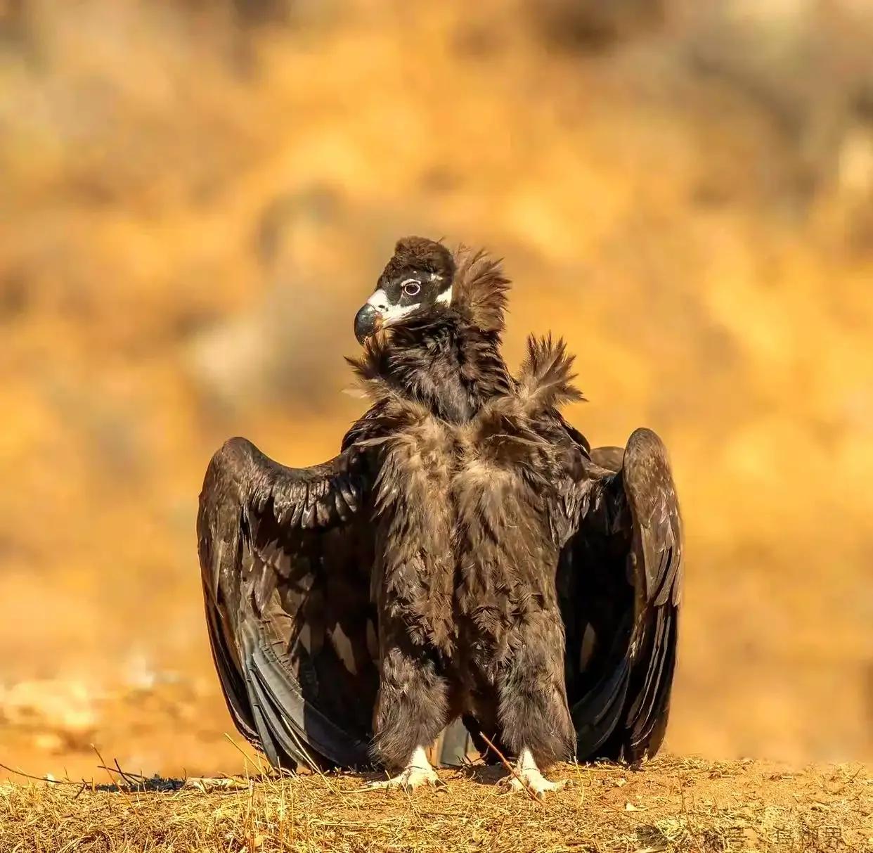 为什么秃鹫长期吃腐肉，却不会被毒死？在人们的印象中，腐肉是不能食用的，因为会