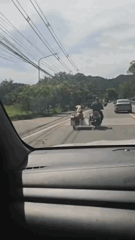 强者从不会抱怨环境，这话用在狗子身上，简直太贴切了。