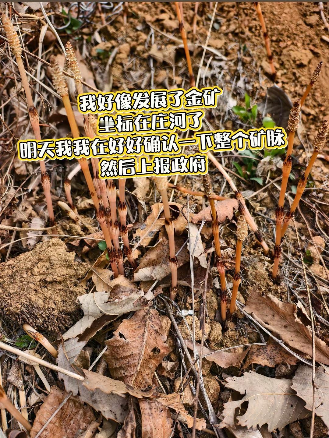 大连8岁男孩在山上发现金矿！消息证实为真消息，辽宁相关部门已经去现场勘探，将考察