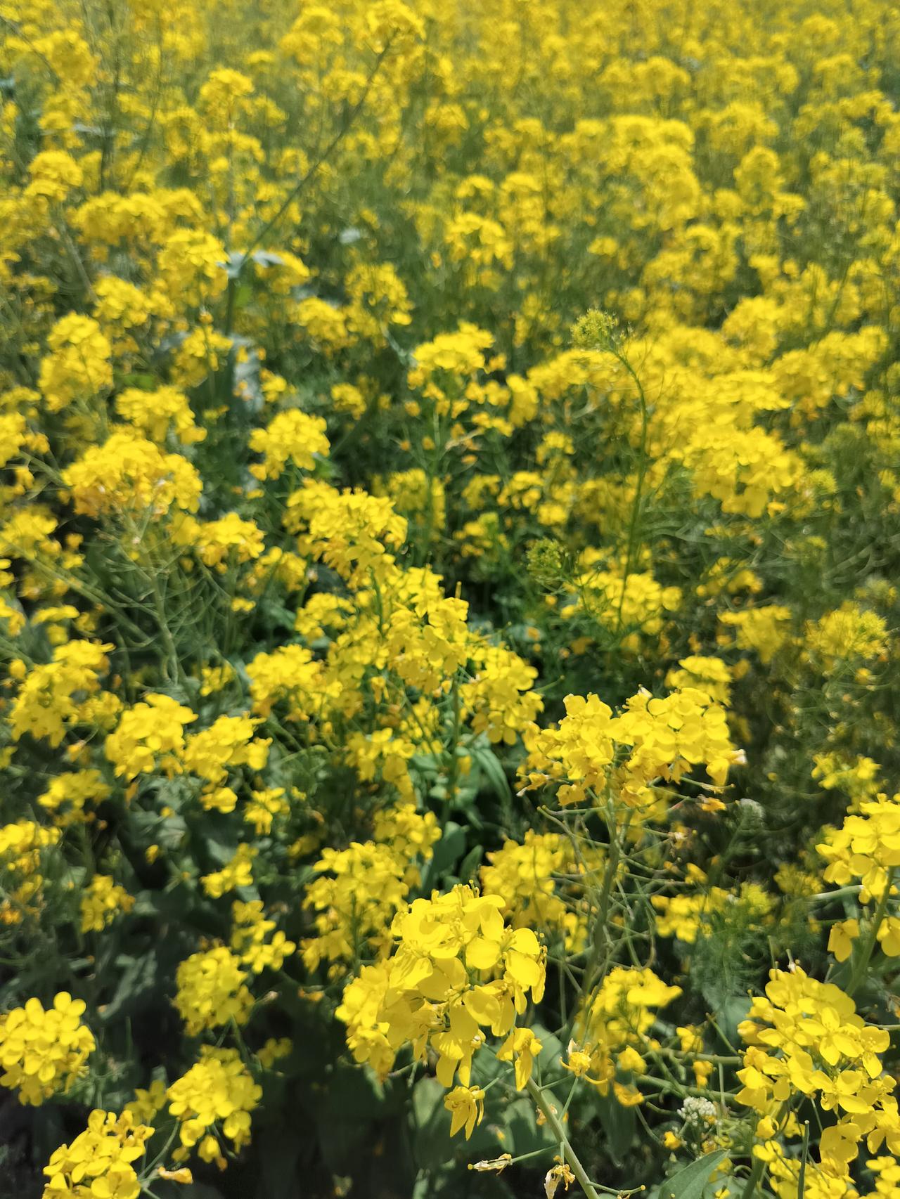 晒晒随手拍的油菜花周六附近一个村庄有几千亩油菜花地，举办了油菜花节，看到人家发的