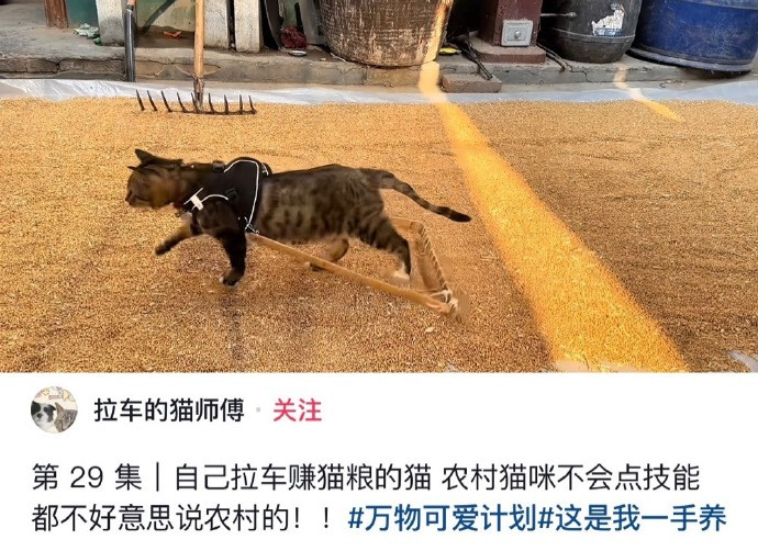 要不然怎么叫犁花猫呢🤣​​​