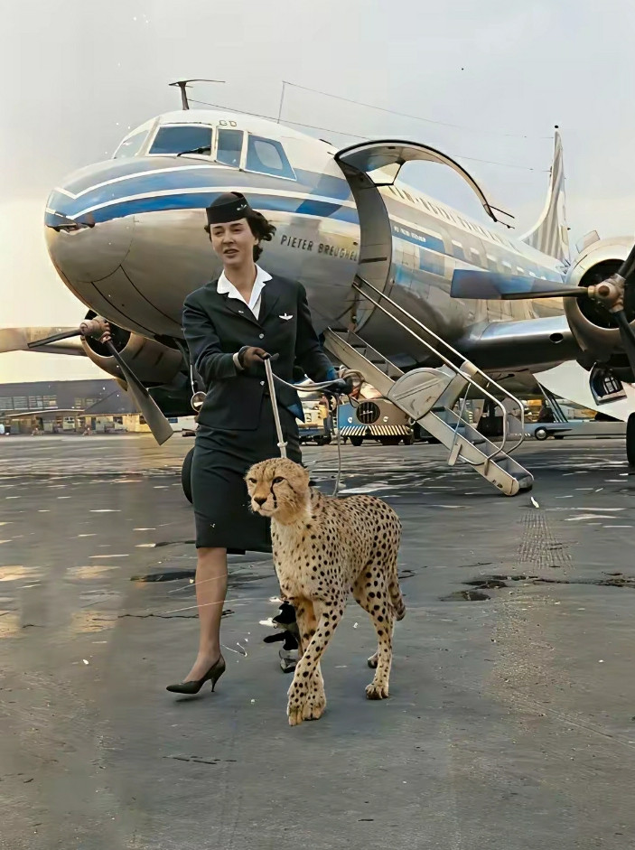 1961年，一名空姐在阿姆斯特丹机场牵了一只猎豹​​​