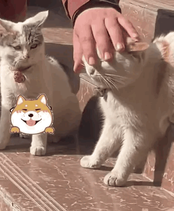 两只肚量极其小的小猫，一言不合就打架，好心累[汗]