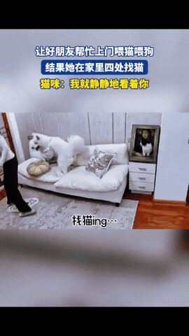哭笑不得！好朋友上门帮忙喂猫狗，猫咪就在眼前，她却在家里四处找猫，猫咪：我就静静