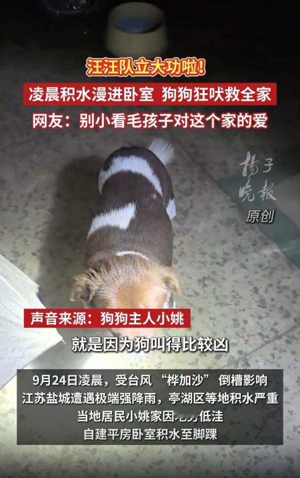 “万物皆有灵！”9月24日凌晨，江苏盐城，一女子正在熟睡时，家中半岁大的小狗突然