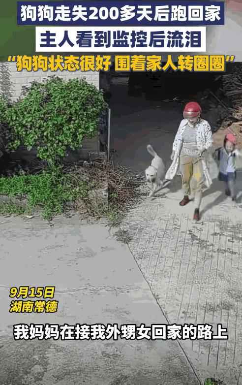 湖南女子接外孙女放学，遇走丢200多天的狗，一声呼唤狗狗扑进怀里“这就是命啊