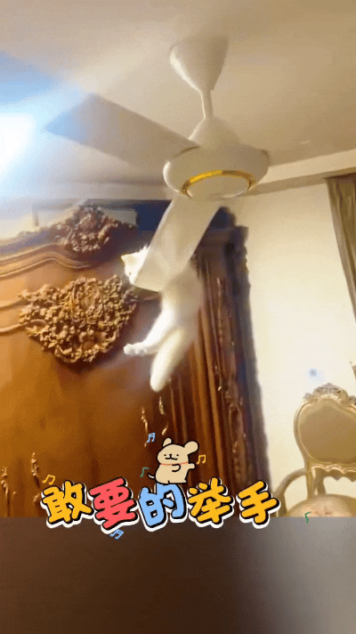 看到这个视频，俺真是哭笑不得！这小猫也太淘了吧，胆子真大得没边儿，直接窜吊扇上面