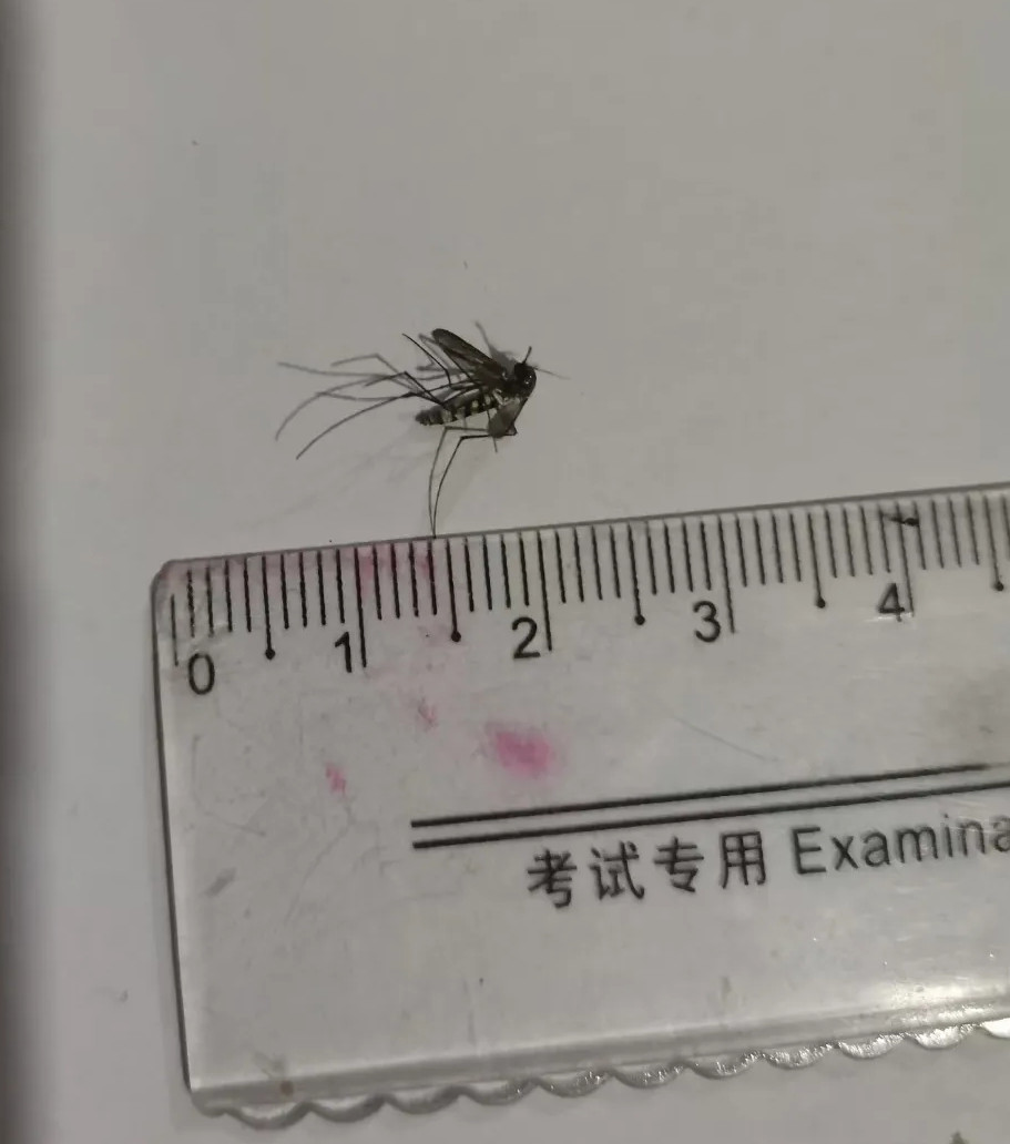现在的蚊子都这么大了吗？