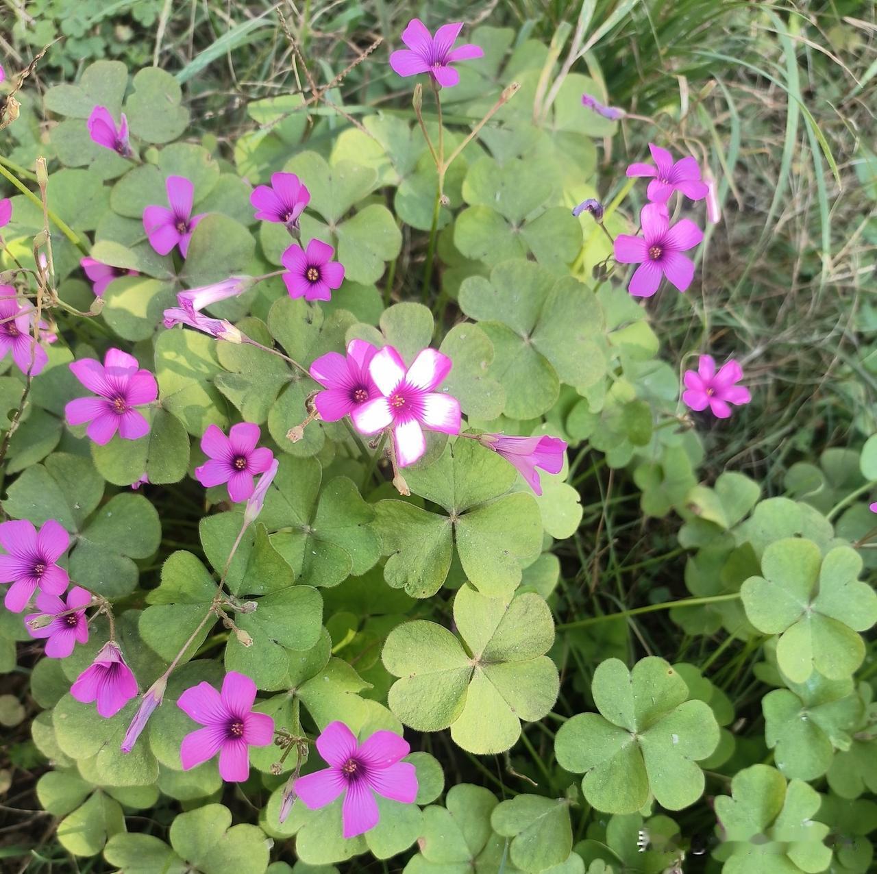 “洗白”的假药，洗不白的罪恶：一管生理盐水如何披上70万“黄金药”的外衣这几