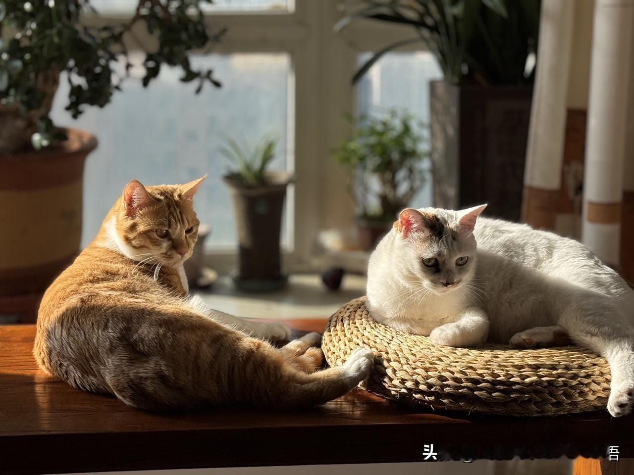 春光明媚，我家两只咪！