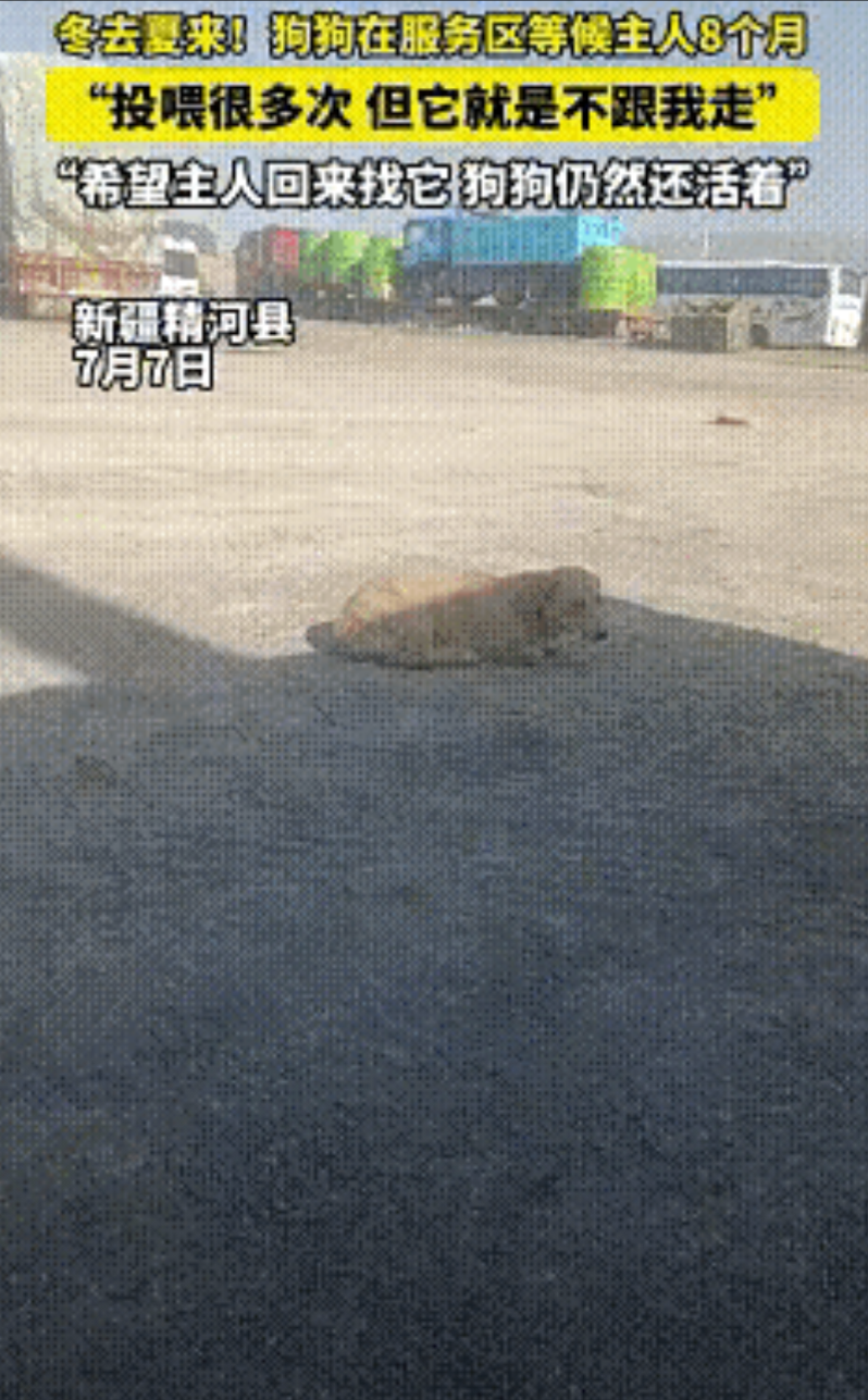 泪目了！新疆，一男子得知狗狗在服务区等待主人8个月，投喂多次，却不愿意被男子收养
