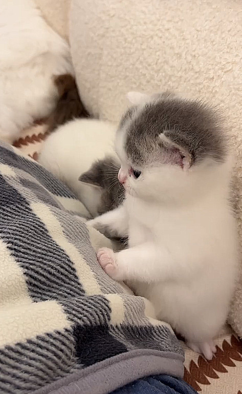 哎哟喂，又让我遇见这种一口一个的“小鼻嘎”它竟然还冲着我打个哈欠，不是我自作多情