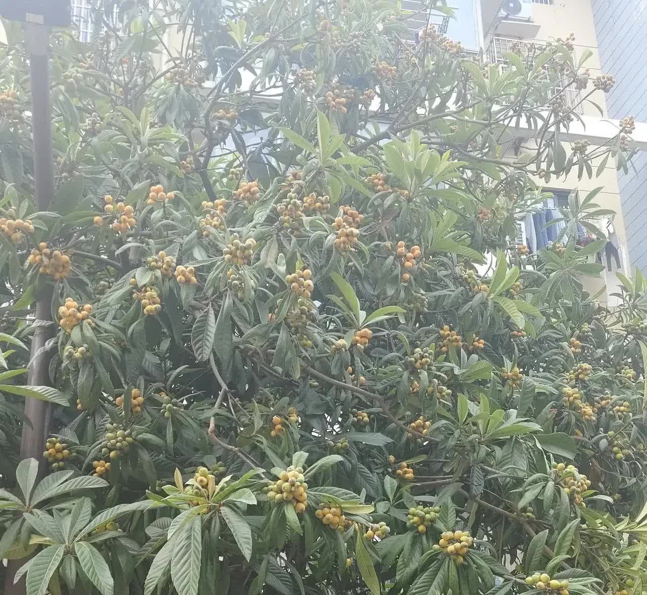 江苏，一名女子的小区里长了好几棵枇杷树，现在这些枇杷都熟了，掉落了一地。然而，令